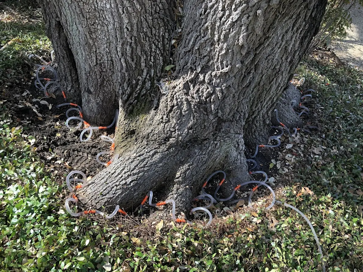 Detailed Tree Cabling and Bracing job site in Colebrook